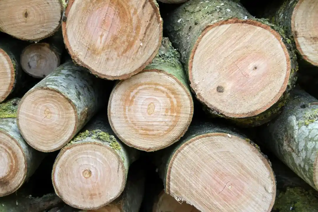 Tree Removal Cooroy