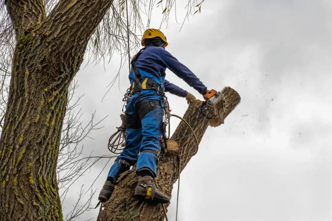 Tree Removal Doonan
