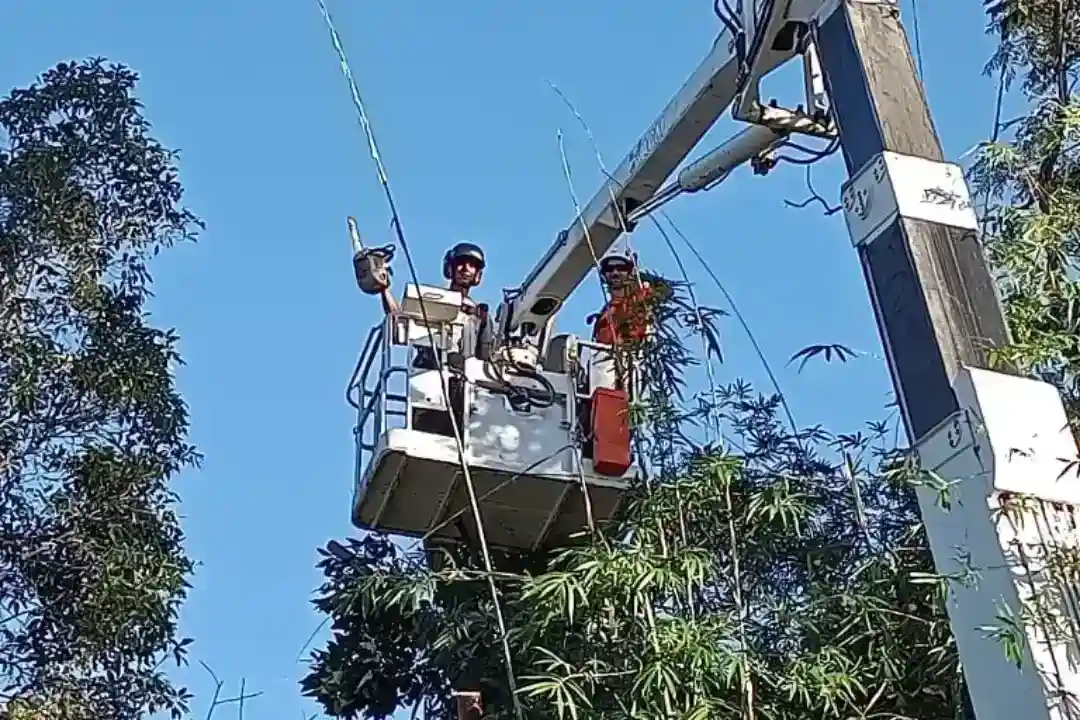 Tree Removal Doonan