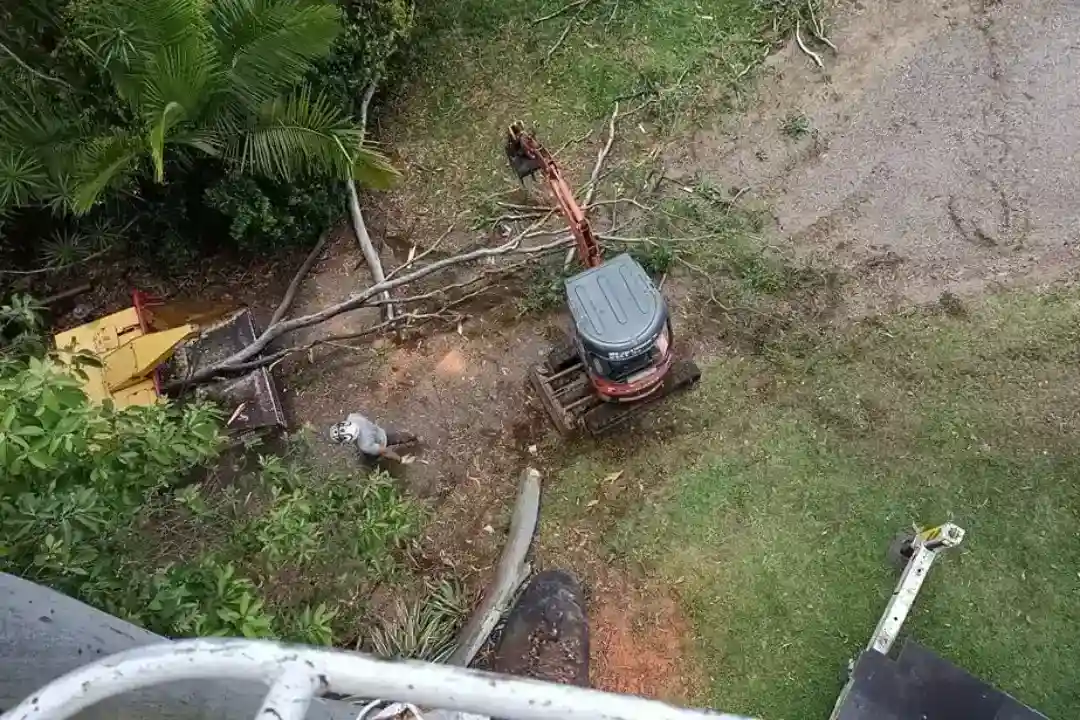 Tree Removal Doonan
