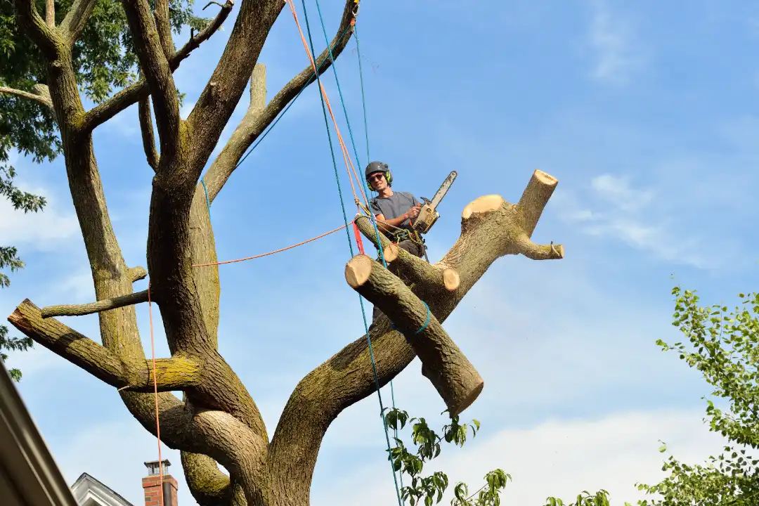 Tree Removal Doonan