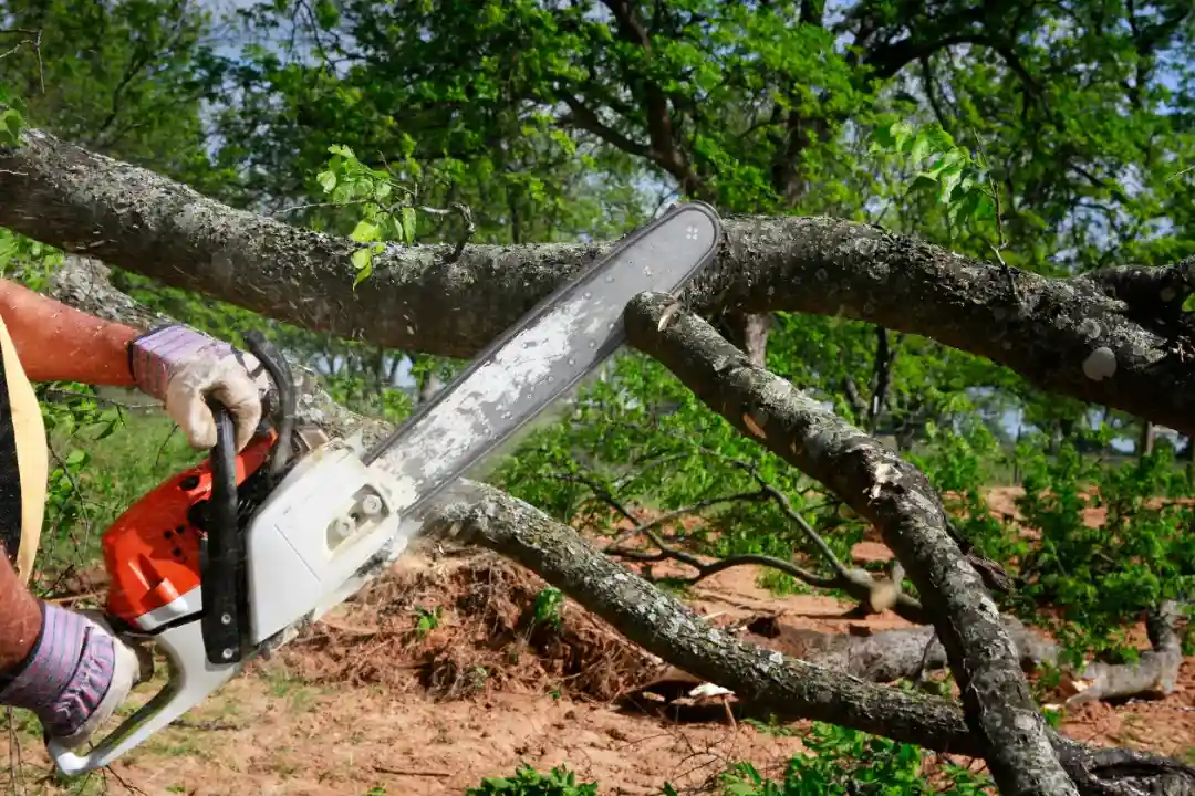 Tree Removal Eumundi