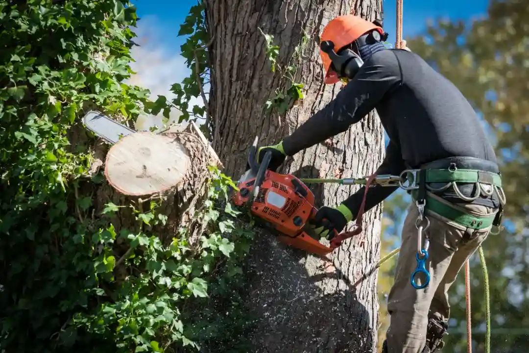 Tree Removal Yandina