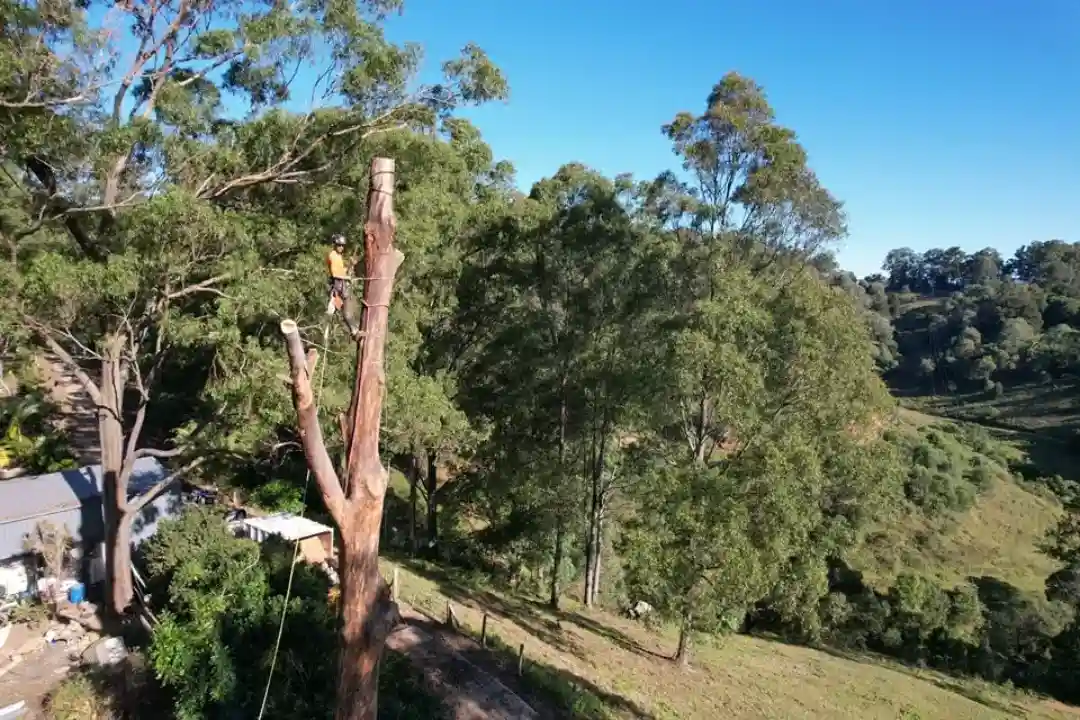 Tree Removal Yandina