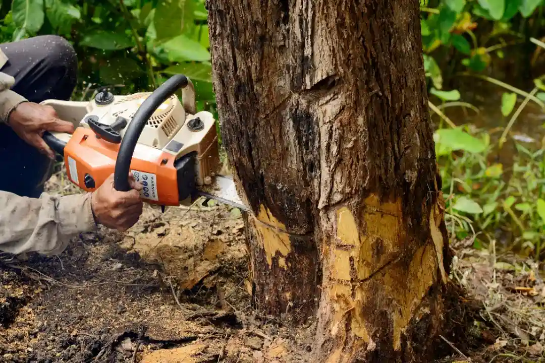 Tree Removal Yandina
