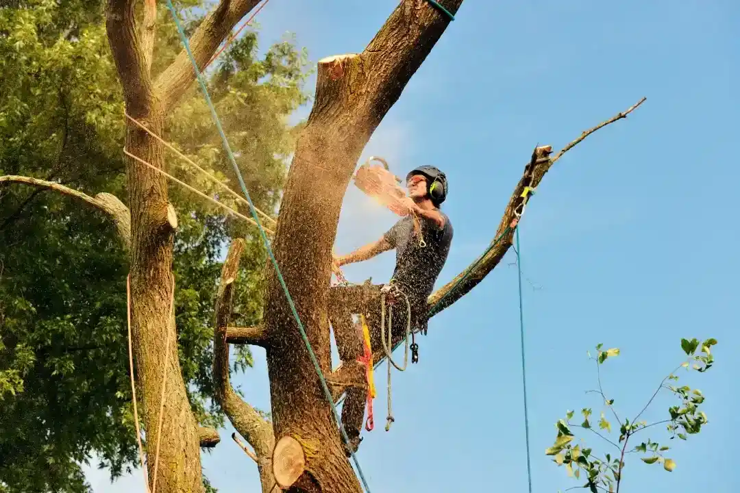 Tree Removal Black Mountain
