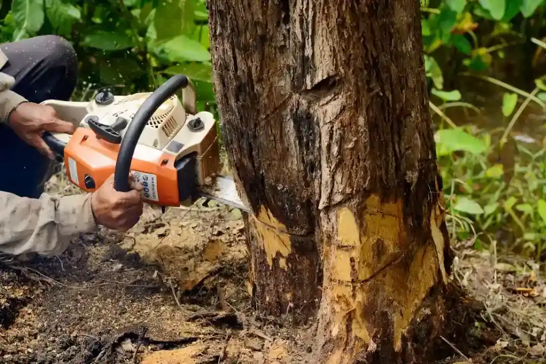 Tree Removal Black Mountain