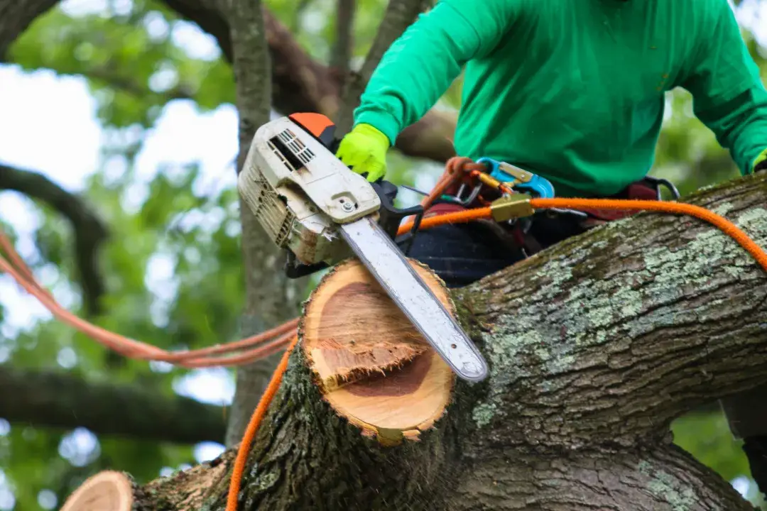 Tree Removal Black Mountain