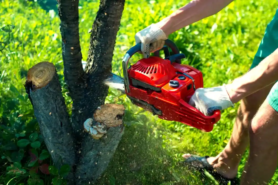 Tree Removal Black Mountain