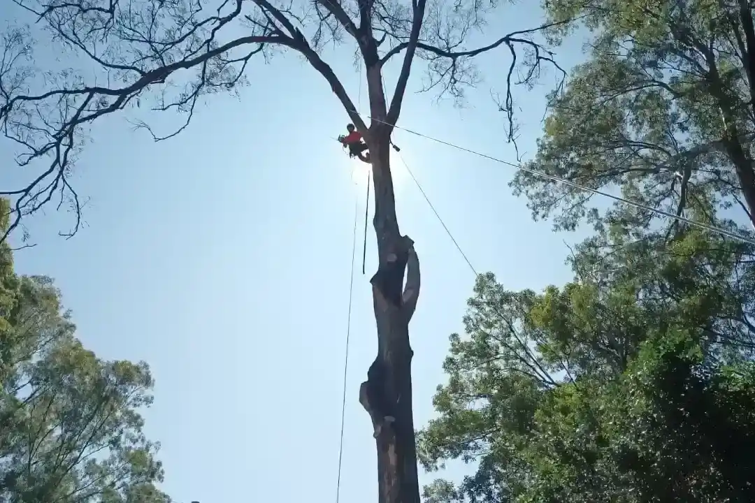 Tree Removal Cooran