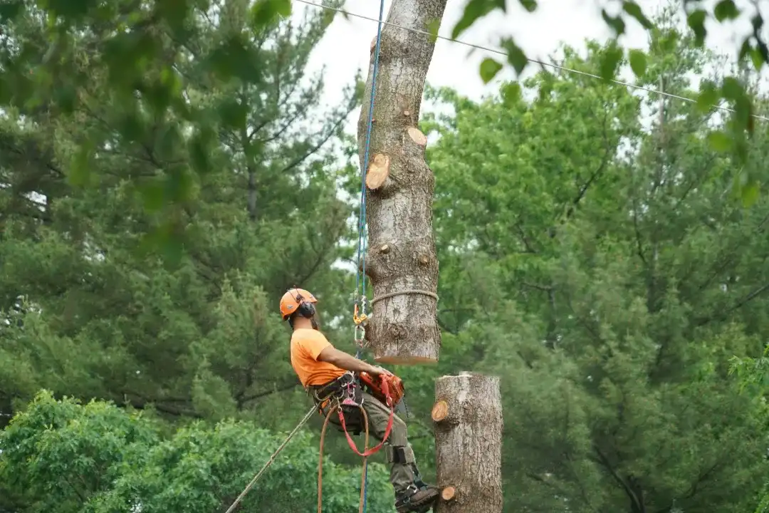 Tree Removal Cooran