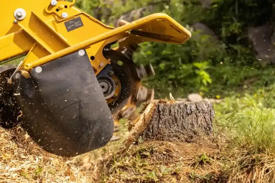 Tree Removal Noosa