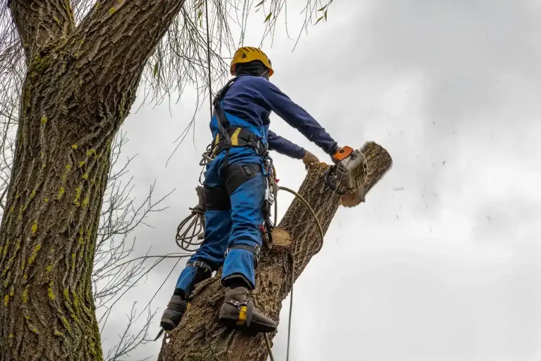 Tree Removal Noosa