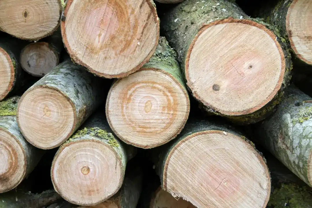 Tree Removal Pomona