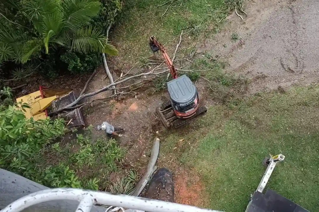 Tree Removal Pomona